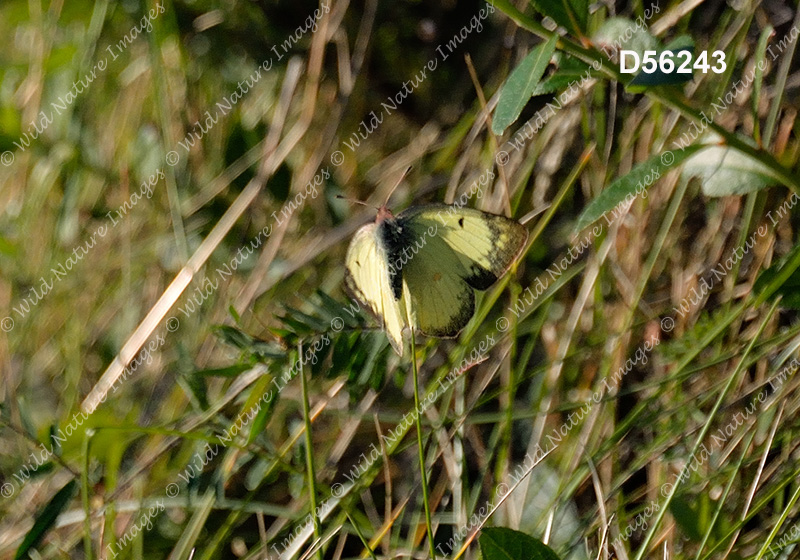 Pink-edged Sulphur (Colias interior)